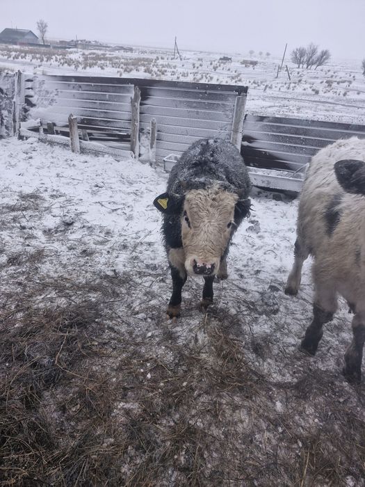 Бұқалар сатылады