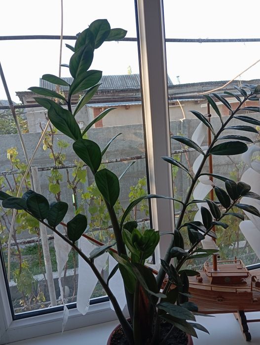 Поода комнатные цветы