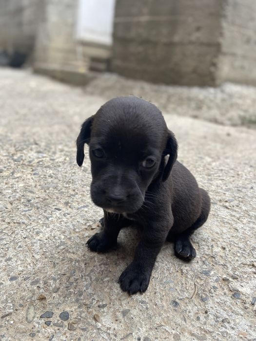 Dau spre adoptie