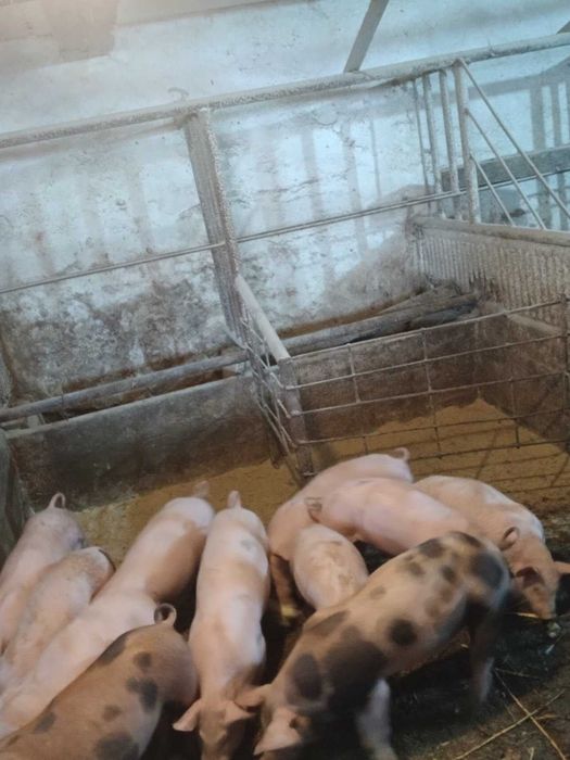 Продавам малки прасета (мъжки кастрирани)