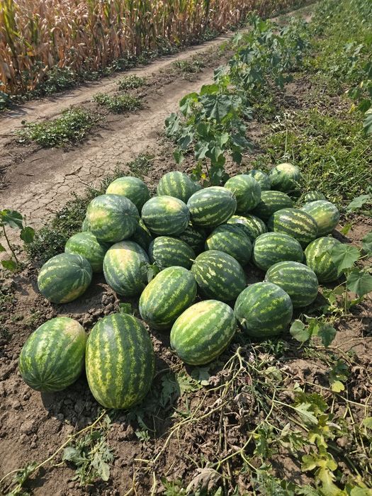 Vand Lubeniță de BAZOȘ