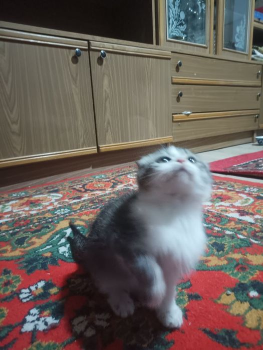 Mushukchalar sotiladi Scottish fold va mitis bolalari