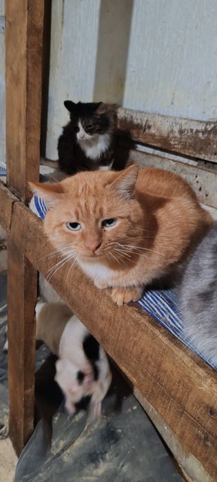 Кот, котик, котенок