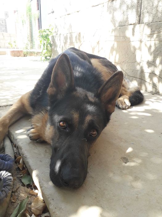 Немецкая овчарка. Вязка