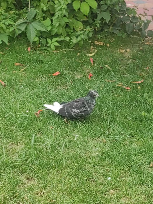 Голуби черного цвета