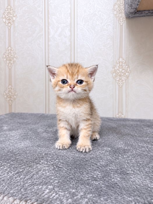 Золотая шиншилла котята