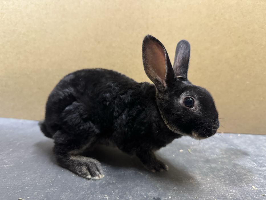 Rex pitic - iepuri de companie