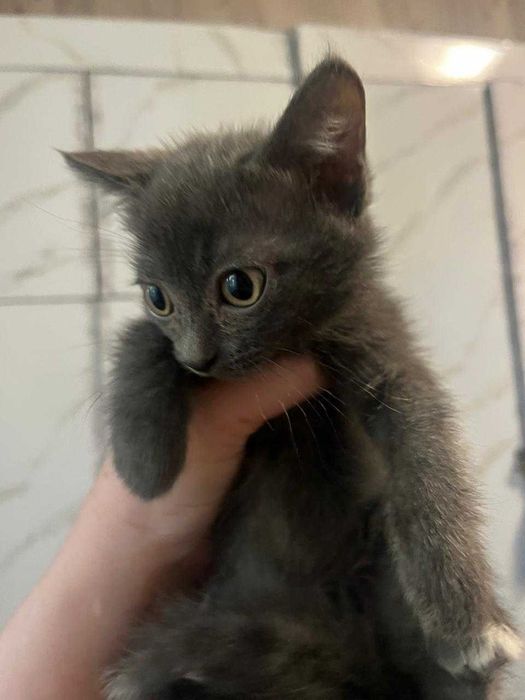 Отдам котят в хорошие руки
