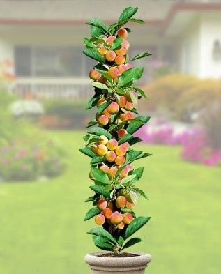 Columnari calitatea intai