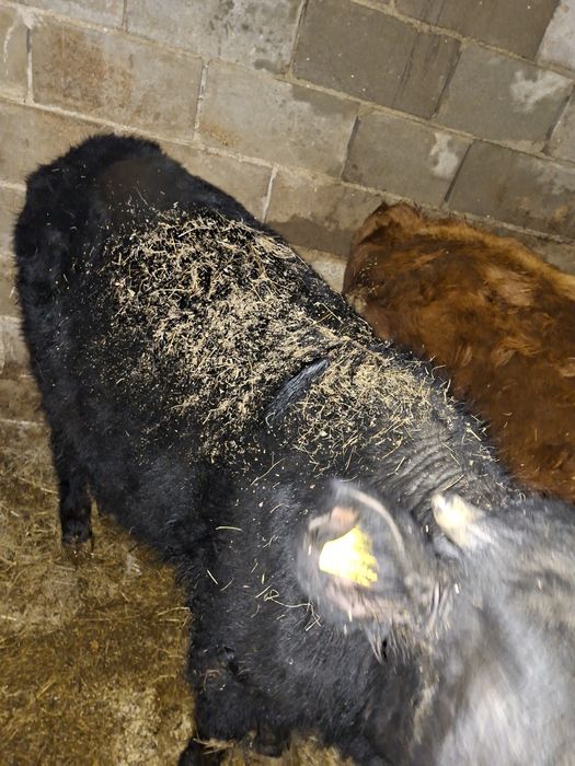 Продам телку и бычок