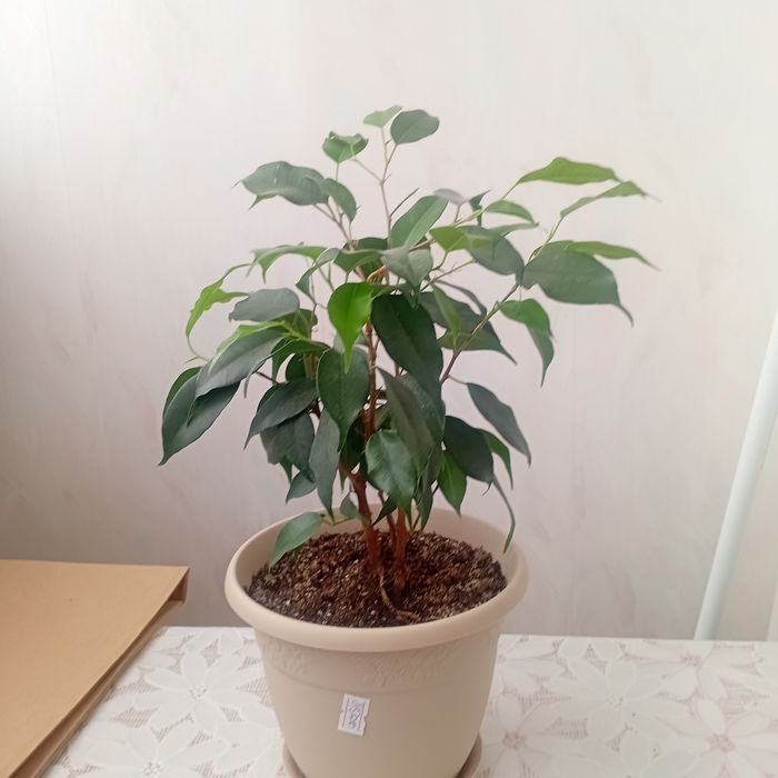 Продам  цветы  комнатные