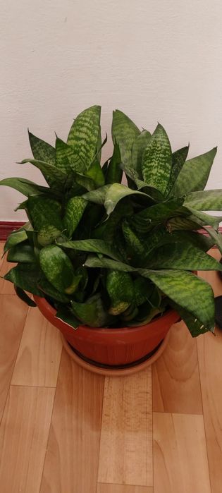 Продается цветы разные.Доллор,денежное дерево,,