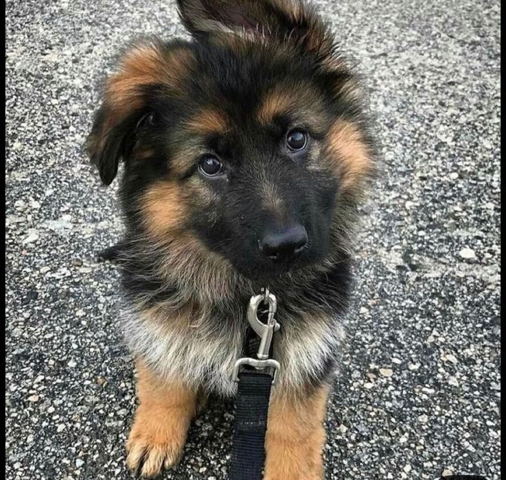 Продаю немецкий овчарок щенята