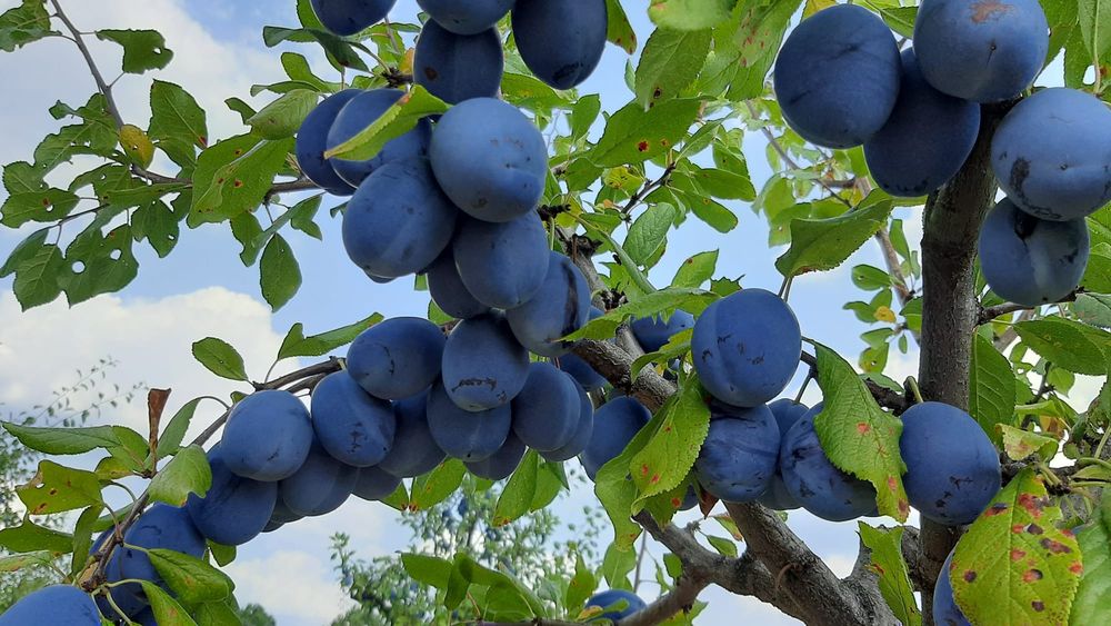 Prune de vanzare Stanley