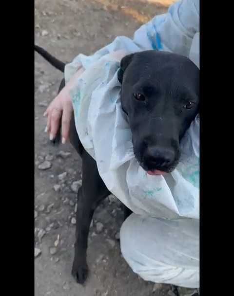 Дик ищет любящих хозяев!