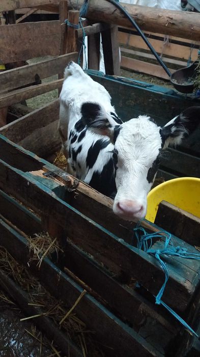 Vând vițele frumoase