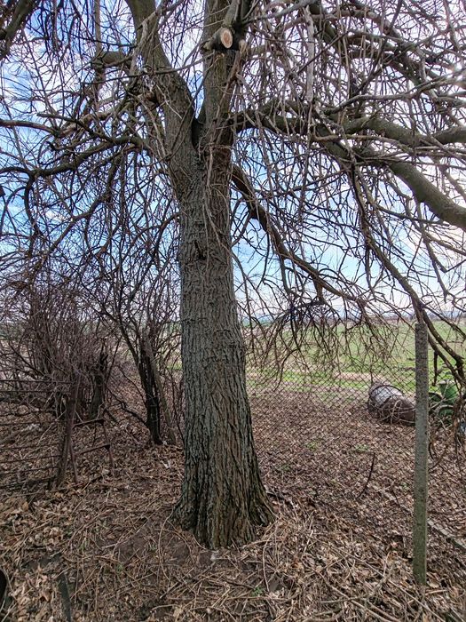 Черница в перфектно състояние