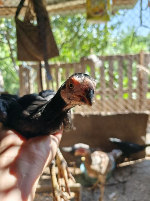 Хан-Азиль Дакан индийский