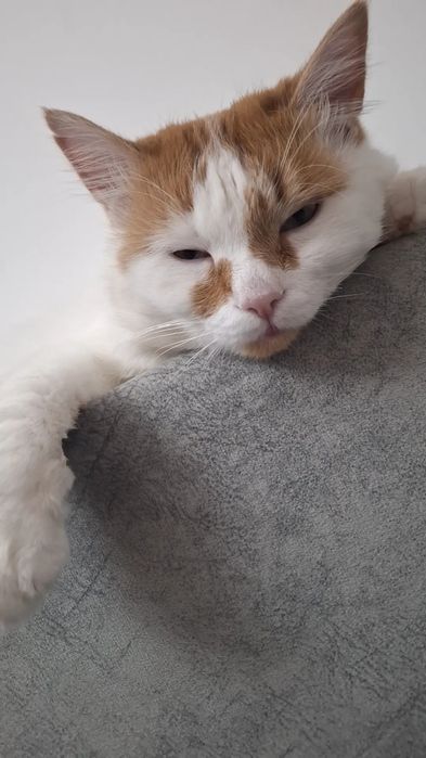 Отдам кота бесплатно