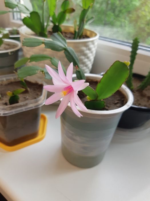 Декабрист (шлюмбергера)