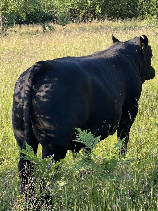 Taur angus cu juninca