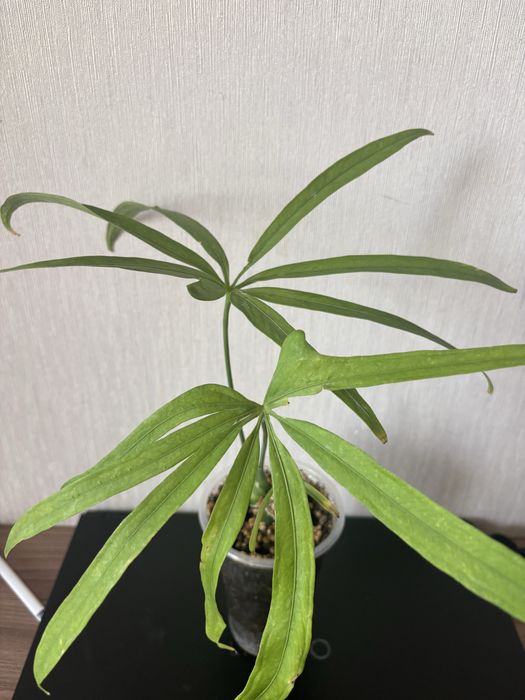Антуриум многопальчатый (Anthurium polydactylum)