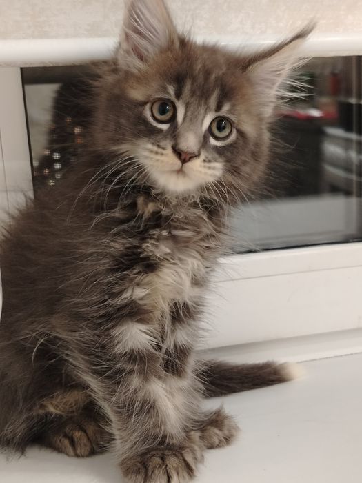 Котята из питомника