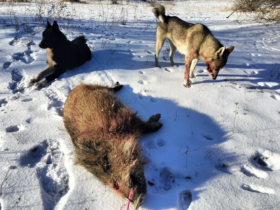 Продам РусскоЕвропейскуюЛайку