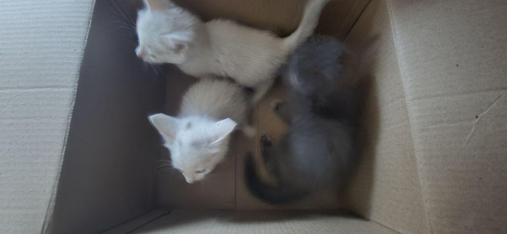 Котята бесплатно