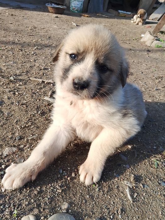 Отдаём щенков в добрые руки:)