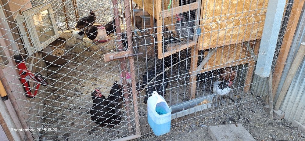 Gaini  americane , Oua consum de gaina la 2 lei