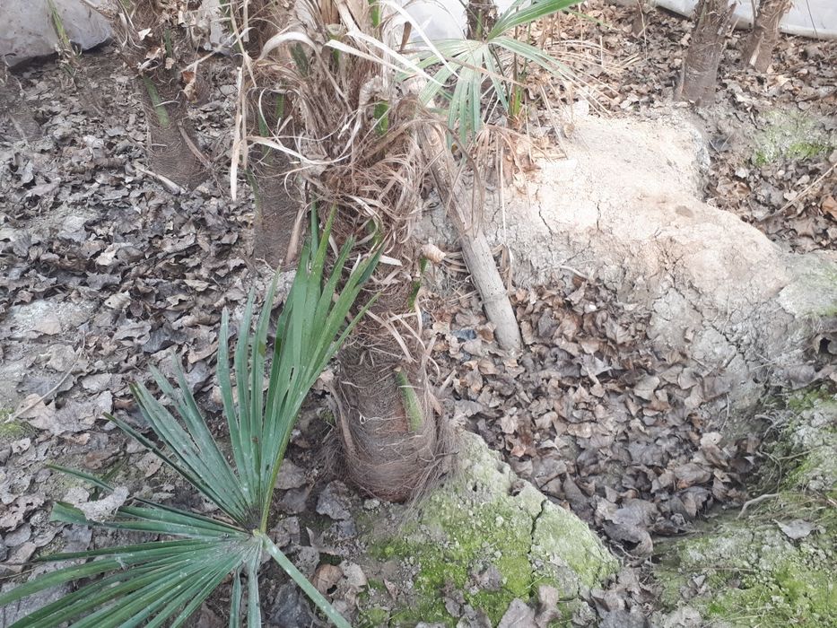 Palma gullar andijon