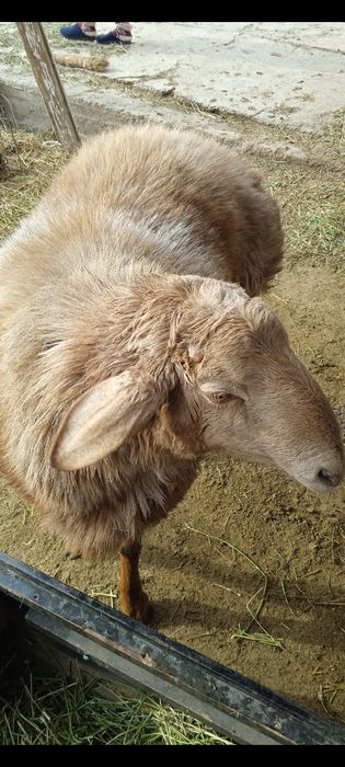 Зотдор бара кучкор Арашан