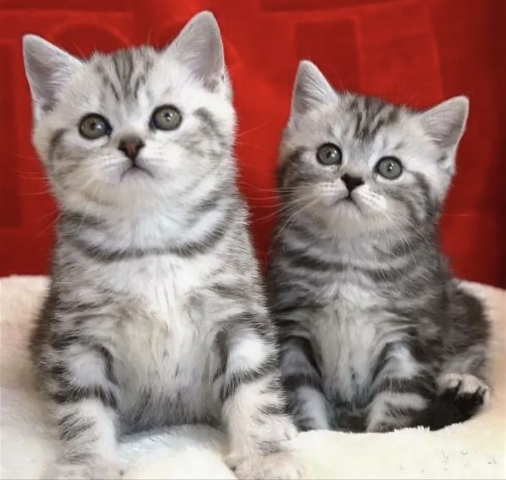 Чудесненькие Котята
