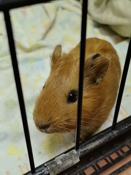Морская свинка девочка