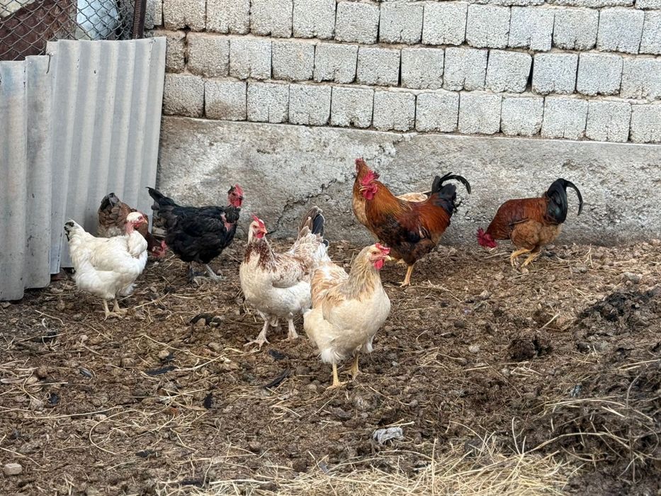 Срочна продам! Тауық