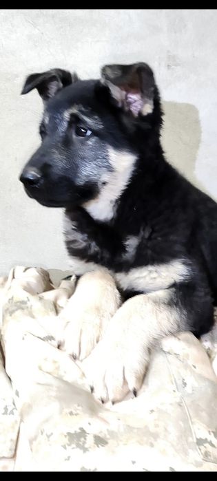 Подрощенная девочка ВЕО шоу класса