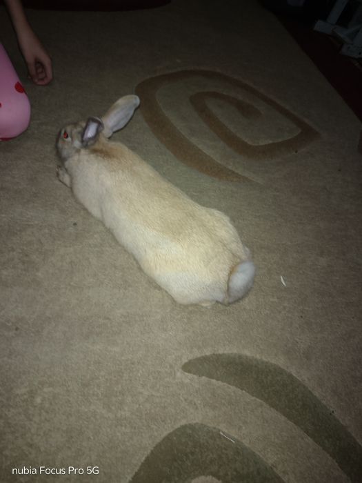 Продам кролика  вместе с клеткой