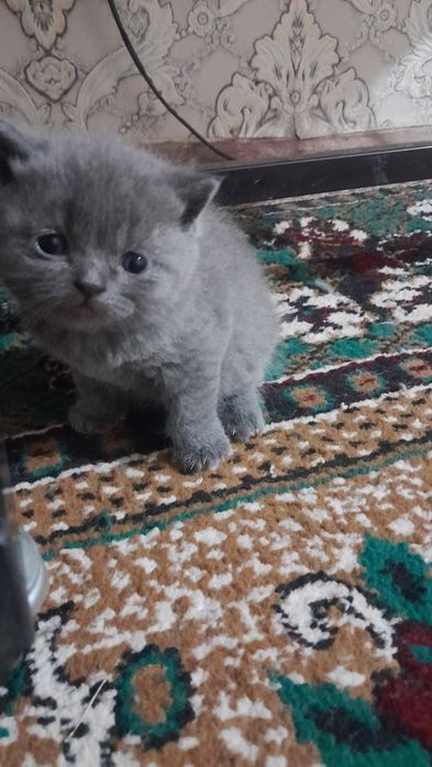 Мушук зотдор жинси аёл