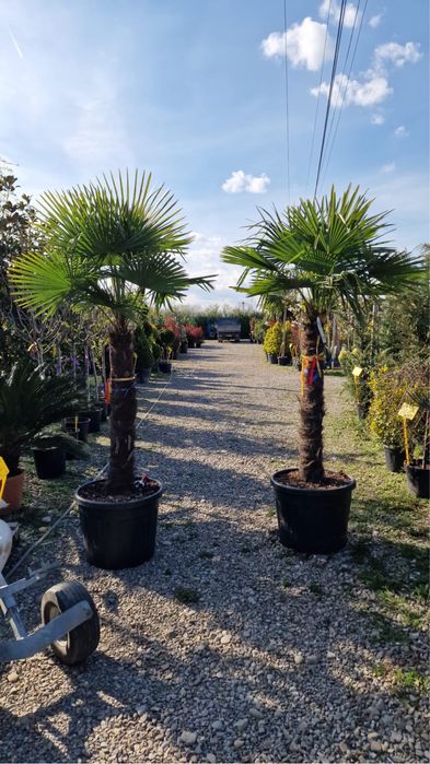 Palmieri rezistenti la minus 18-20grade