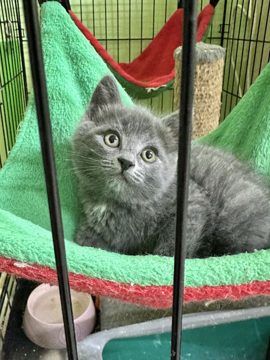 Котята-девочки в добрын руки