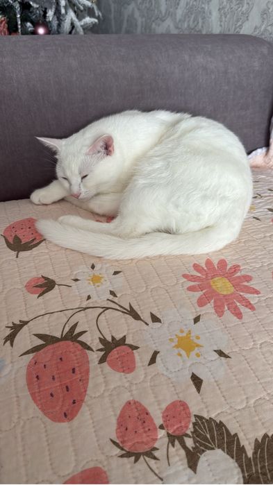 Отдам в добрые руки