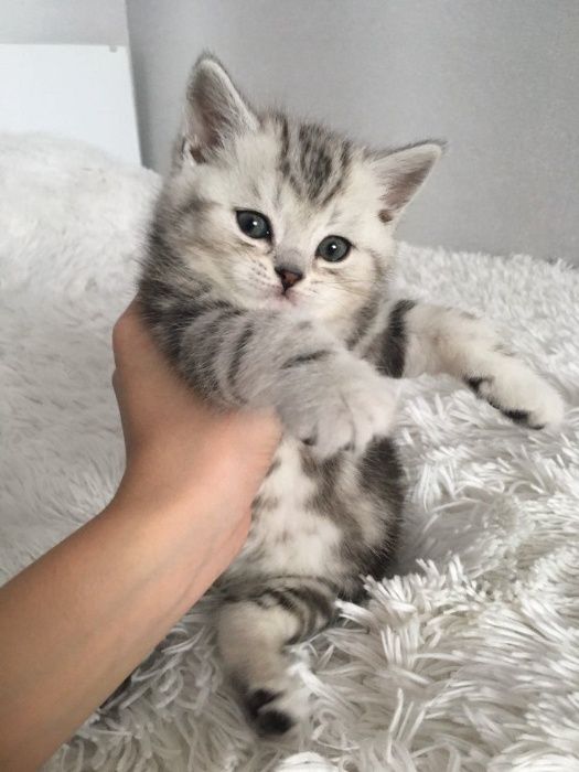 шотландцы серебристые .