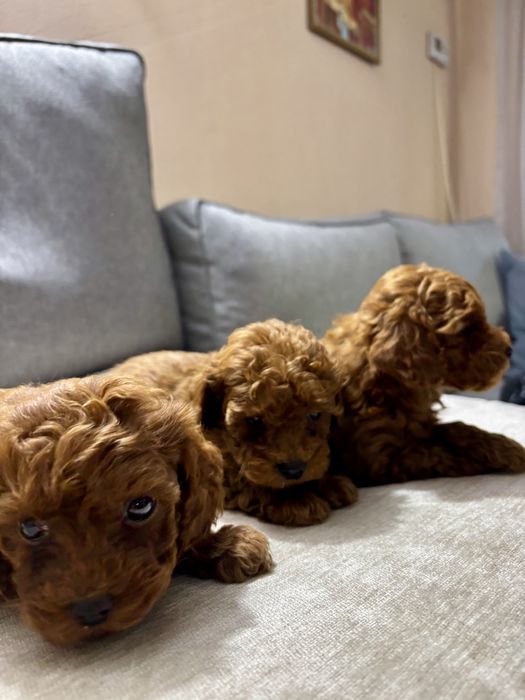 Пухкави Той Пуделчета