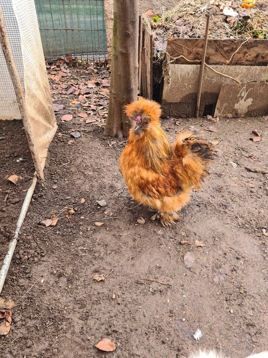 Cocosi tineri matase japoneza