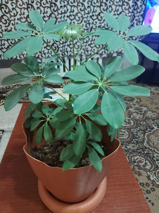 Продам комнатный цветок