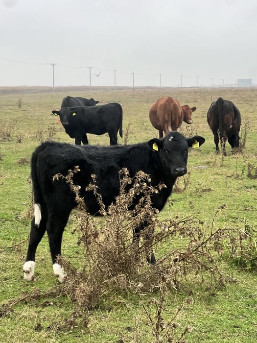 Vând viței angus