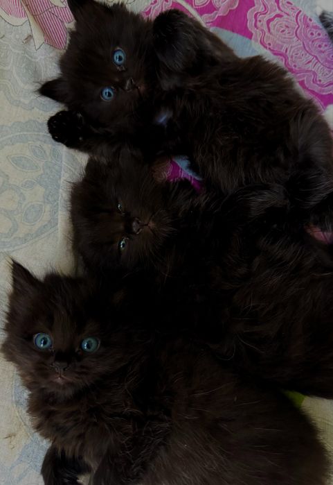 Котята на продажу