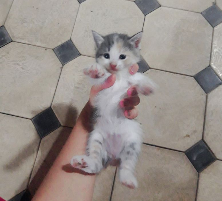 Милое Кошки 1 месят