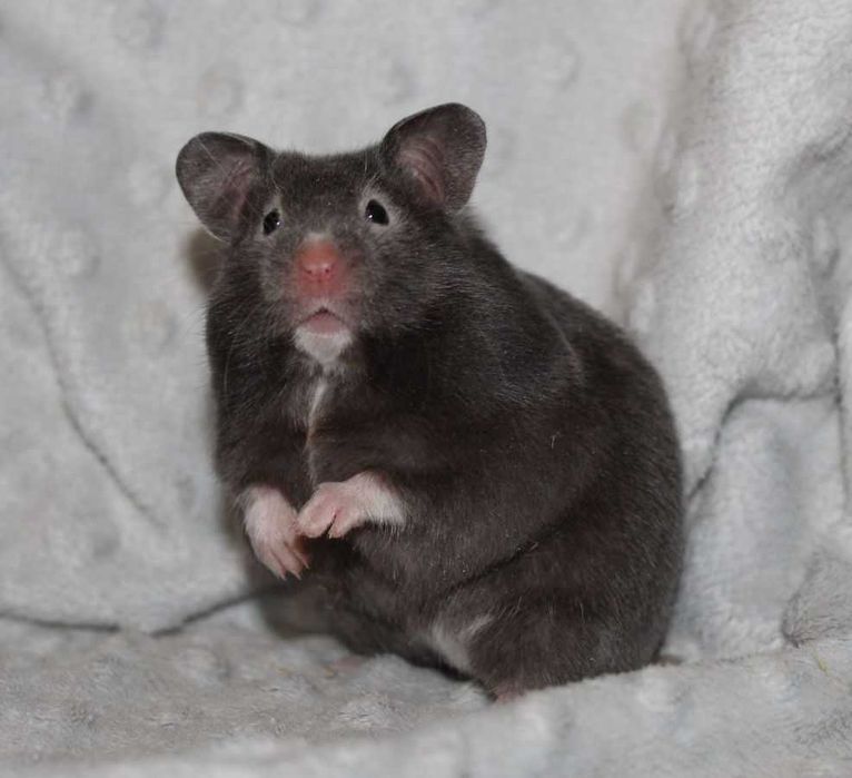 Сирийские хомячки, 1 месяц, ручные